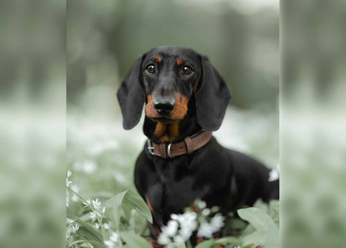 The Lincoln Tweed & Leather Dog Collar