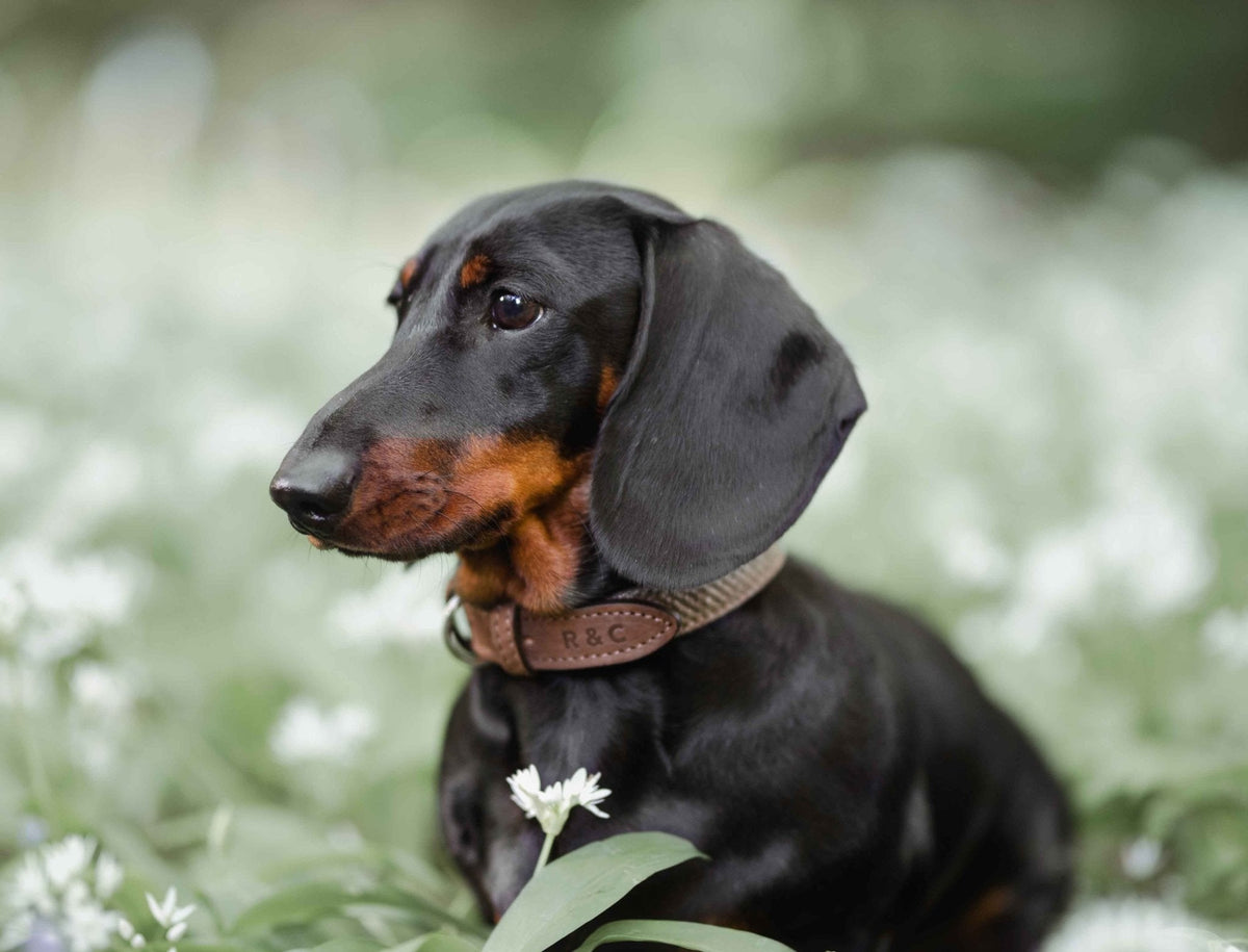 The Lincoln Tweed & Leather Dog Collar