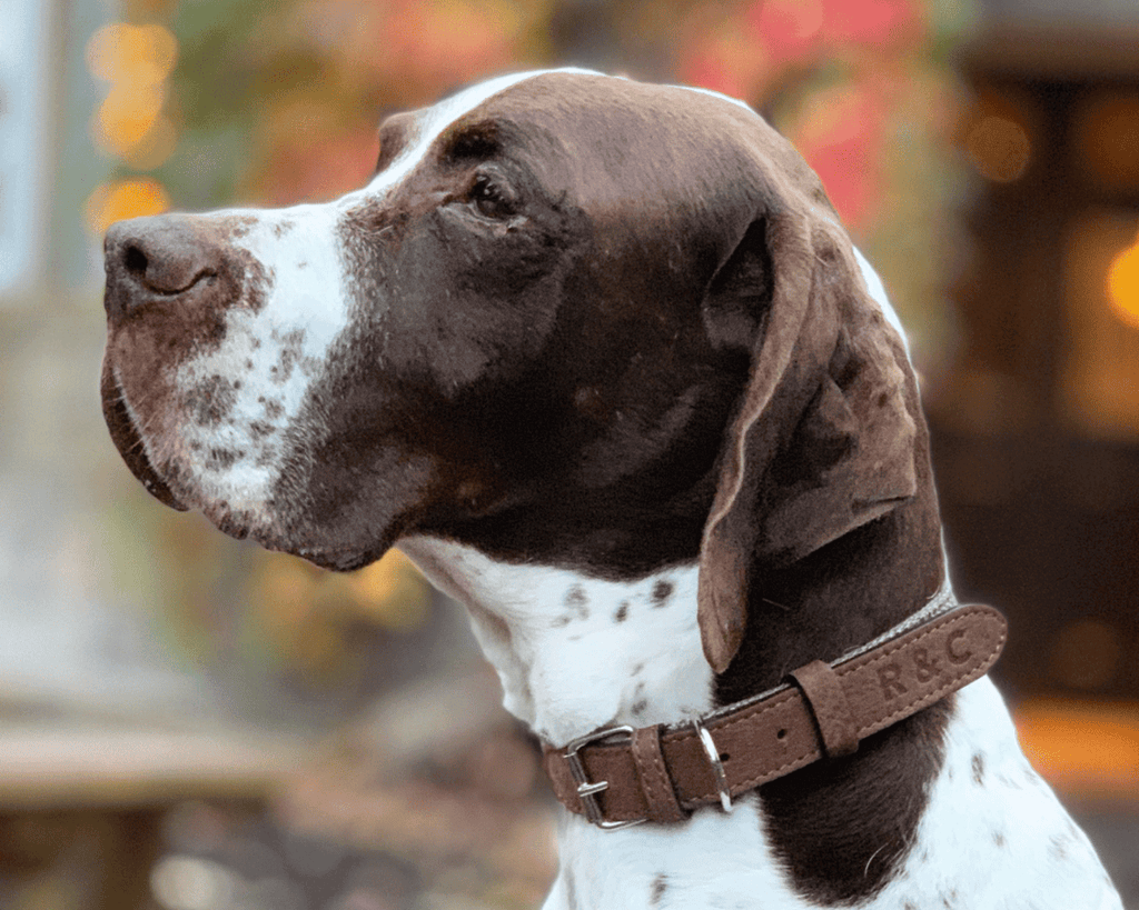 The Lincoln Tweed & Leather Dog Collar