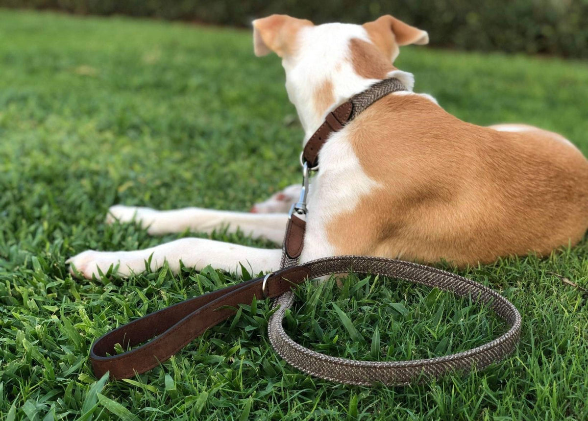 The Lincoln Tweed & Leather Dog Lead